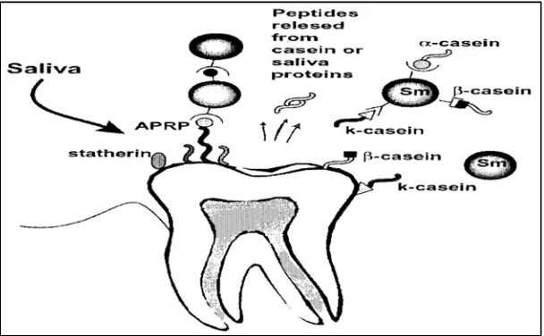 Gambar 4.  Pembentukan biofilm pada gigi melibatkan kasein (Sm) dan peptida yang dikeluarkan dari kasein  dapat menghambat pertumbuhan mikroorganisme oral menghambat perlekatan  susu dan protein saliva, α-, β- dan ҡ-kasein Streptococcus mutans 36