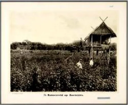 Gambar 02: Perkebunan Kapas di Keresidenan Palembang Tahun 1910 Sumber: KITLV; kode 2475