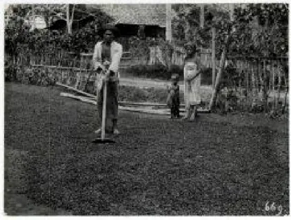 Gambar 03: Proses Pengeringan Kopi di Keresidenan Palembang Tahun 1920 Sumber: KITLV; kode 8690