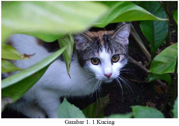 Gambar 1. 1 Kucing  (Sumber : Dokumentasi Penulis)