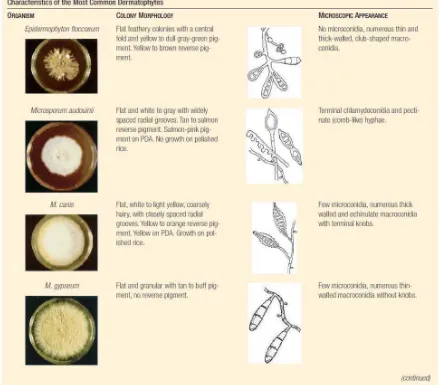 Gambar 2.1 Karakteristik dermatofita pada media kultur Dikutip dari kepustakaan 3 sesuai aslinya  