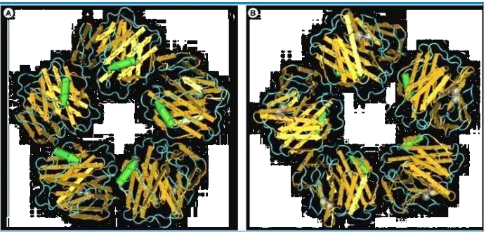 Gambar 1. Struktur CRP Keterangan Gambar : struktur Pentametric C-Reactive Protein (Di Napoli dkk, 2011)  