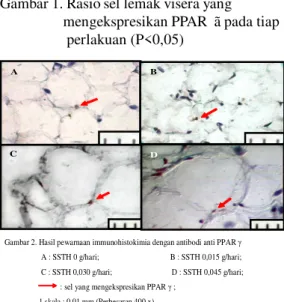 Gambar 2. Hasil pewarnaan immunohistokimia dengan antibodi anti PPAR γ   A : SSTH 0 g/hari;                                     B : SSTH 0,015 g/hari; 