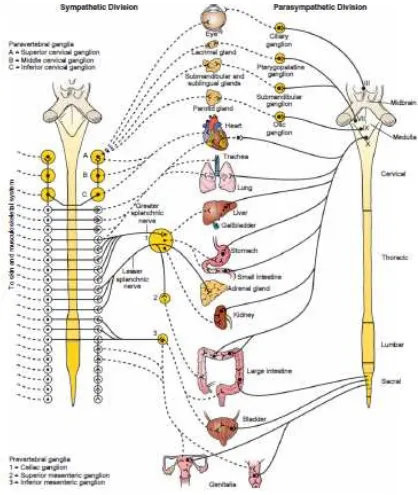 Gambar 2.1. Susunan spesifik organ dari sistem saraf autonom.14 