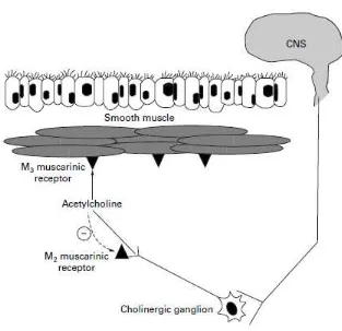 Gambar 2.2. Asetilkolin bekerja pada penghambatan reseptor muskarinik M2 