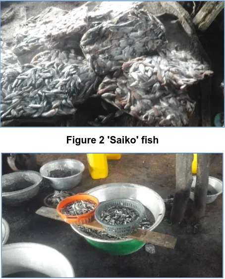 Figure 2 'Saiko' fish 