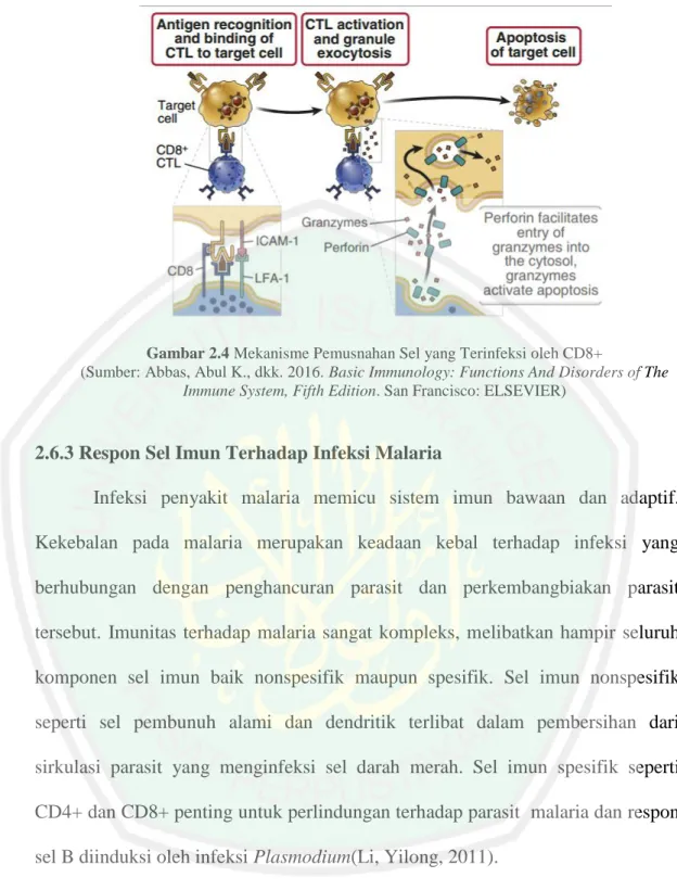 Gambar 2.4 Mekanisme Pemusnahan Sel yang Terinfeksi oleh CD8+ 