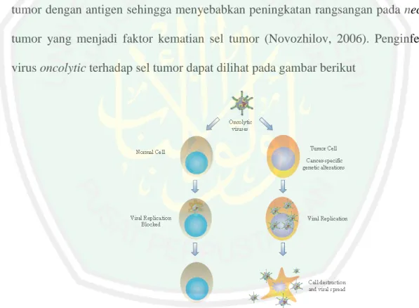 Gambar 2.1 Penginfeksian Virus Oncolytic terhadap Sel Tumor  (Daniel Cervantes dkk, 2008) 