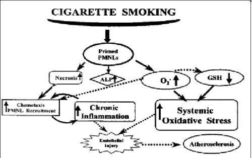 Gambar 2. Mekanisme terjadinya atherosclerosis akibat rokok.                Sumber: Sela S, et al