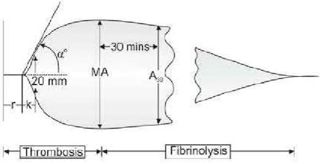 Gambar 2.9. Grafik Tromboelastografi (Thakur, 2012) 