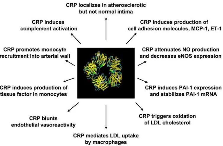 Gambar 2.6. Mekanisme terkait CRP terhadap perkembangan dan progresi aterotrombosis (Bassuk, 2006) 