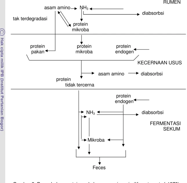 Gambar 2  Perombakan protein pada hewan ruminansia (Kempton  et al . 1978)  Secara skematis perombakan protein pakan pada ruminansia dijelaskan  oleh Kempton  et al 