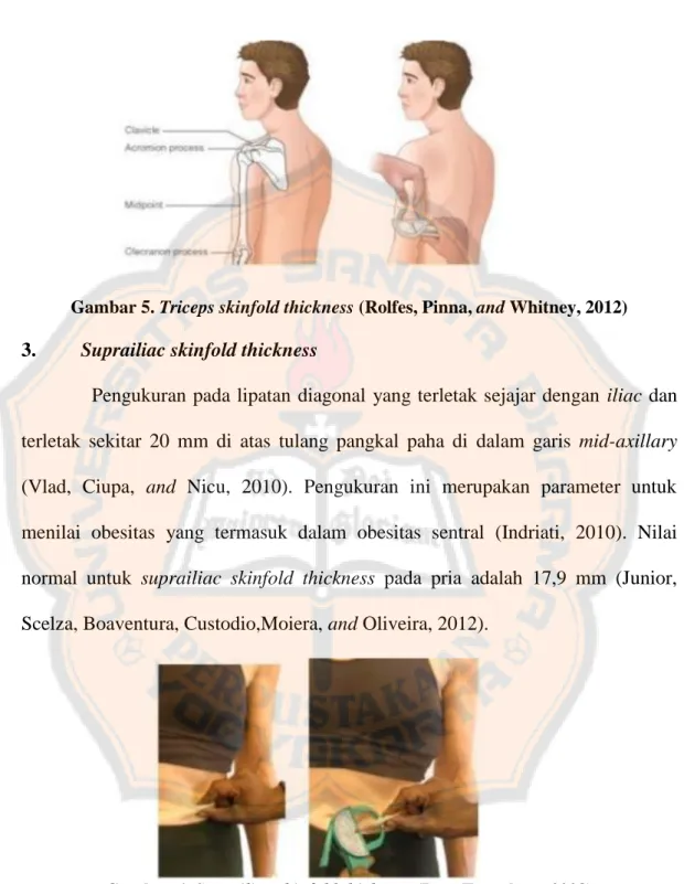 Gambar 5. Triceps skinfold thickness (Rolfes, Pinna, and Whitney, 2012)  3.  Suprailiac skinfold thickness 