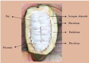 Gambar 2.3 Ciri Anatomis Buah Kakao (Limbongan, J., 2012) 