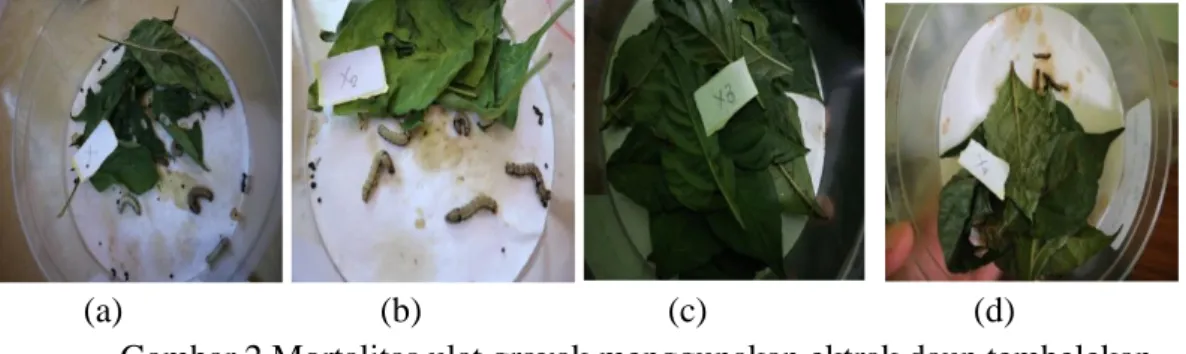 Gambar 2 Mortalitas ulat grayak menggunakan ektrak daun tembelekan  pada tanaman cabai : (a) ektrak 10% ; (b) ektrak 15% ; (c) ektrak 20% ; 
