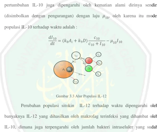 Gambar 3.3 Alur Populasi IL-12 