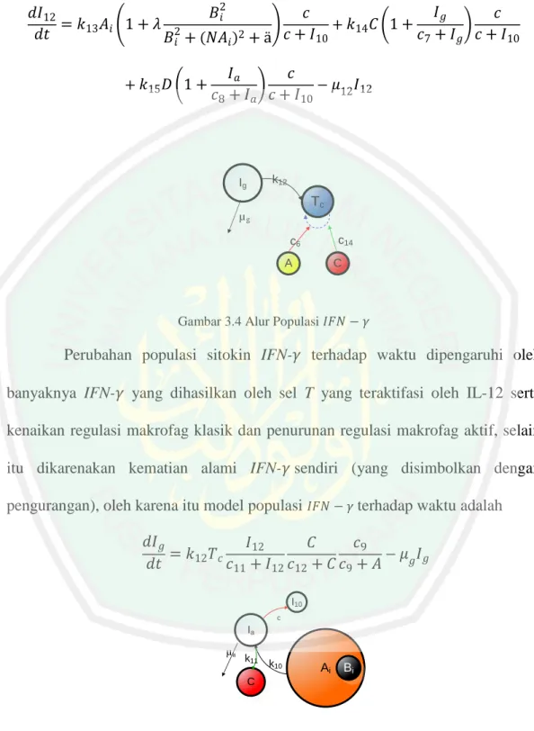 Gambar 3.4 Alur Populasi         