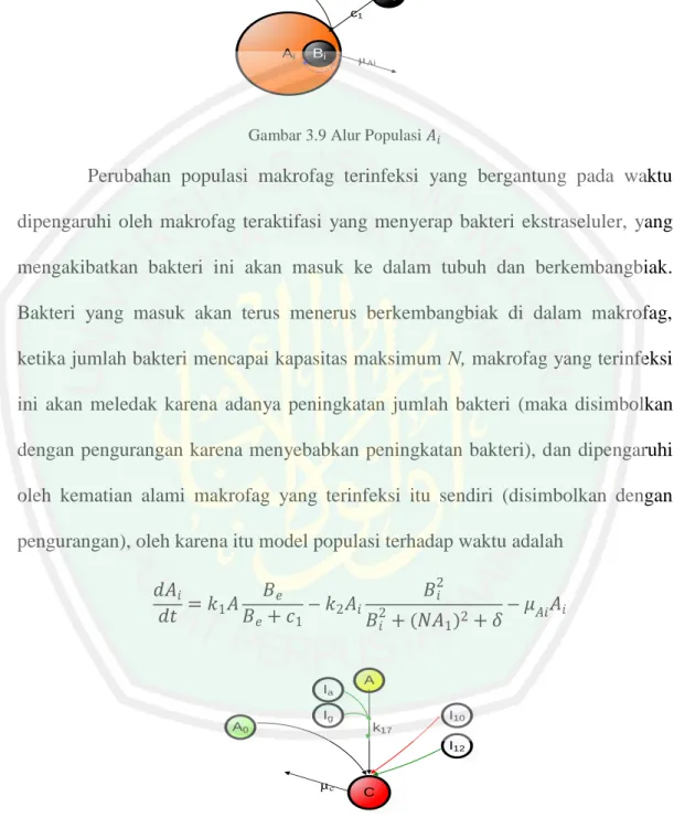 Gambar 3.9 Alur Populasi  