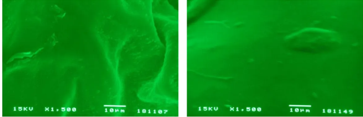 Gambar 1. Hasil SEM (scanning electron microscope) permukaan jambu biji‘Crystal’ kontrol (kiri) dan kitosan 2,5% (kanan)