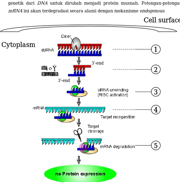 Gambar 2. Mekanisme kerja RNAi (sumber gambar: www.ncbi.nlm.nih.gov). 