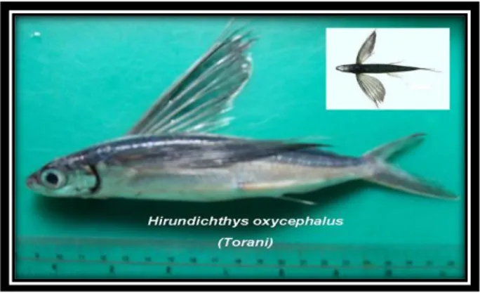 Gambar 1. Hyrundichthys oxycephalus 
