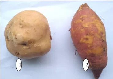 Gambar 2. U 1 Ubi jalar madu dan U 2 Ubi jalar merah Tanaman  ubi  jalar  dapat  tumbuh  pada 