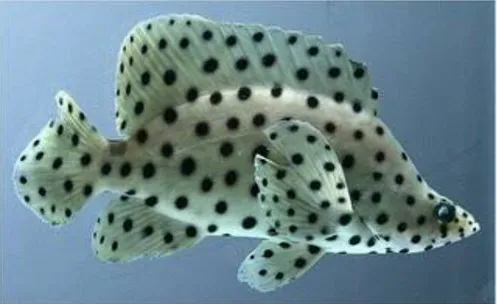 Gambar 1. Ikan Kerapu Bebek  (Chromileptes altivelis) 