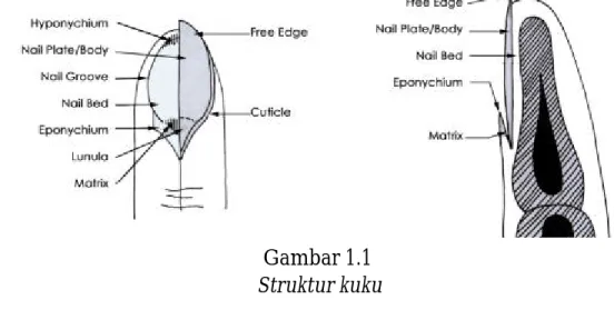 Gambar 1.1  Struktur kuku 