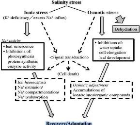 Gambar  2. 3.  Mekanisme    Stres    Ion   dan   Osmotik   Akibat  Cekaman  Salinitas                         (Oliveira, et.al., 2013)  