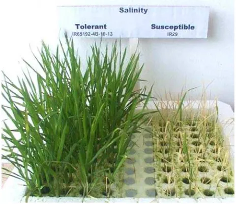 Gambar 2.1. Keragaan Tanaman Padi Toleran dan Peka Akibat Cekaman  Salinitas (IRRI,  2008) 