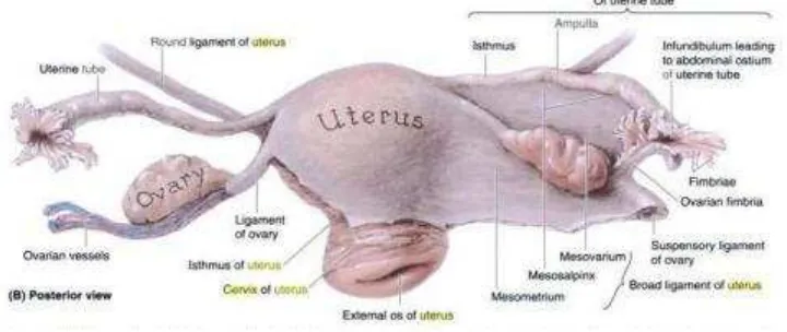 Gambar 2.1. Gambaran anatomi organ reproduksi wanita.10