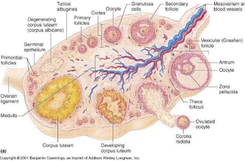 Gambar 2.2. Struktur mikroskopis dari ovarium. Tampak bagian korteks dan medulla serta folikel-folikel ovarium.10  