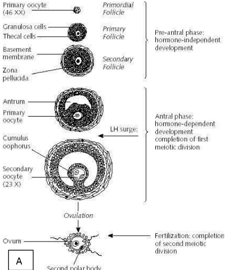 Gambar 2.3(A) Skematik perkembangan sel-sel folikel 