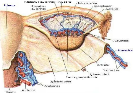 Gambar 2.4. Gambar sistem aliran darah pada ovarium.11 