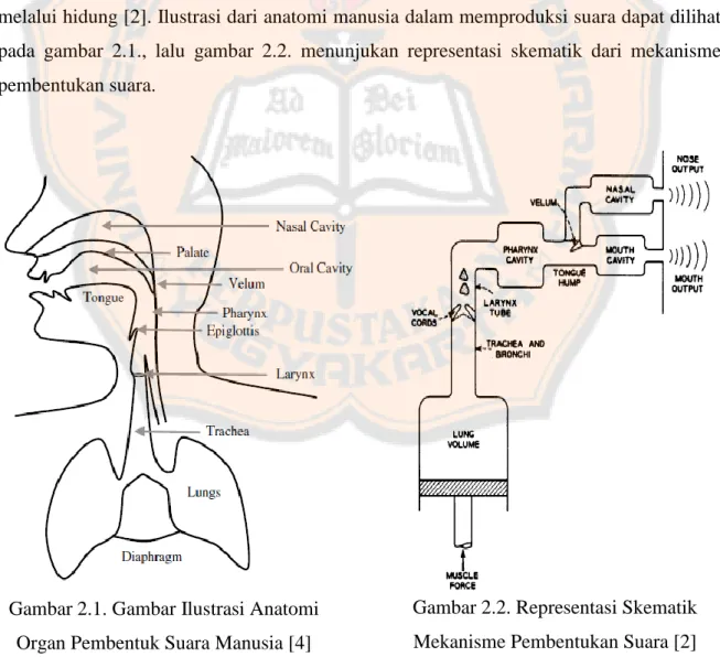 Gambar 2.1. Gambar Ilustrasi Anatomi  Organ Pembentuk Suara Manusia [4] 