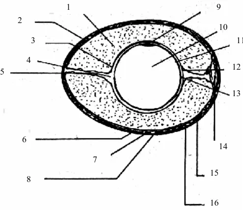 Gambar 2.1 Struktur Bagian-bagian Telur  