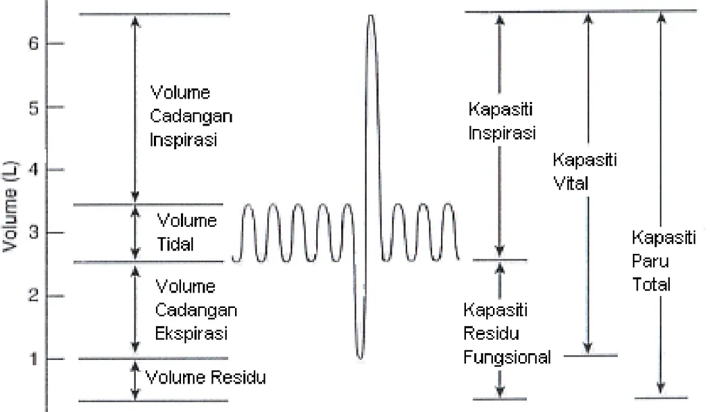 Gambar 1 : Volume dan kapasiti paru