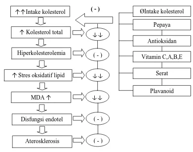 Gambar 1.1  Skema pengaruh induksi pakan hiperkolesterolemia (kuning telur) dan jus buah pepaya terhadap profil lipid dan kadar Malondialdehyde (MDA) dan terjadinya aterosklerosis