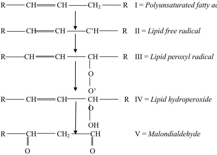 Gambar 2.5  Proses pembentukan Malondialdehyde (Grotto et al. 2009).  