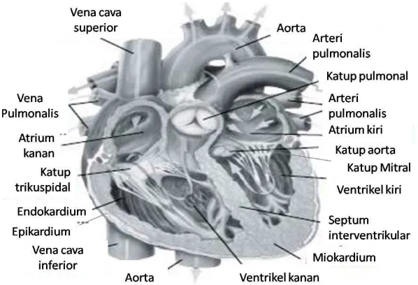 Gambar 2.2 Anatomi jantung manusia (materisekolah.com, dimodifikasi). 