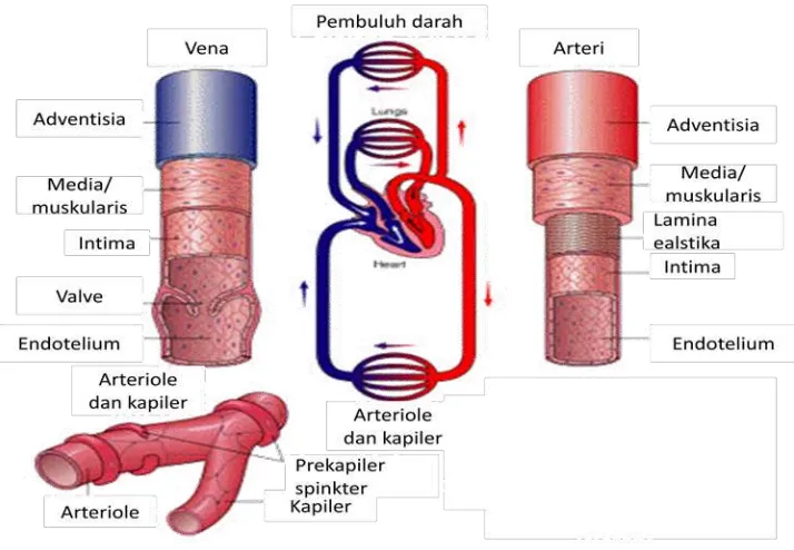 Gambar 2.3 Anatomi pembuluh darah  (Ambulance technician study, 2006,            dimodifikasi)