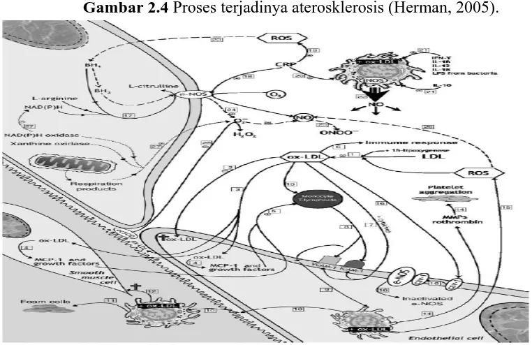Gambar 2.4 Proses terjadinya aterosklerosis (Herman, 2005). 