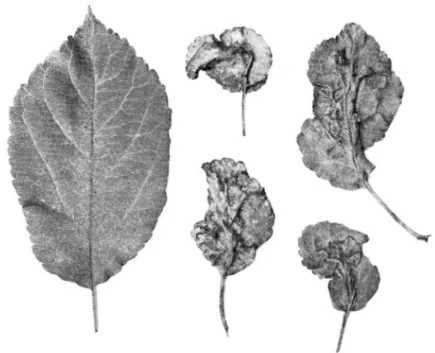 Abb. 5. Durch Frost beschädigte Blätter. Links ein unverdorbenes Blatt normaler Grösse