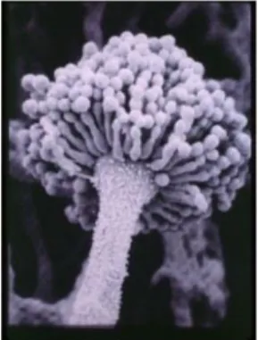 Gambar 1. Kapang Aspergillus flavus
