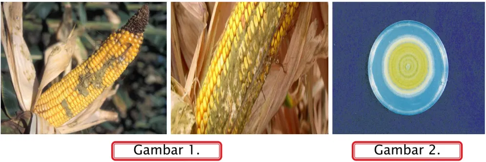 Gambar 1.  Gambar 2. 