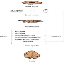 Gambar 4. Pengaruh hormon steroid dan reseptor hormon terhadap mioma uteri9