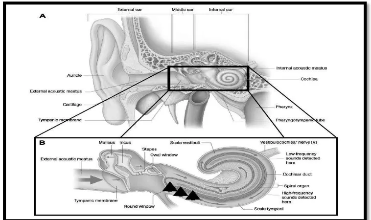 Gambar 2.1 A. Anatomi telinga; B. Daerah koklea yang paling sering mengalami kerusakan akibat paparan bising yang lama dan berhubungan dengan ONIHL (occupational noise induced hearing loss) (Kurmis & Apps, 2007) 