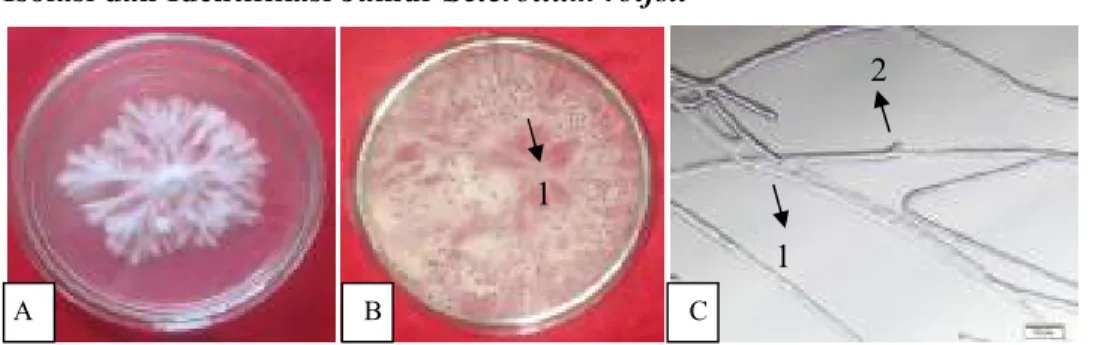 Gambar 1. Biakan murni Sclerotium rolfsii, A. Biakan umur 4 hsp, B. Sclerotia (1), C.    Mikroskopis  Sclerotium rolfsii, hifa (1), klam koneksi (2) 
