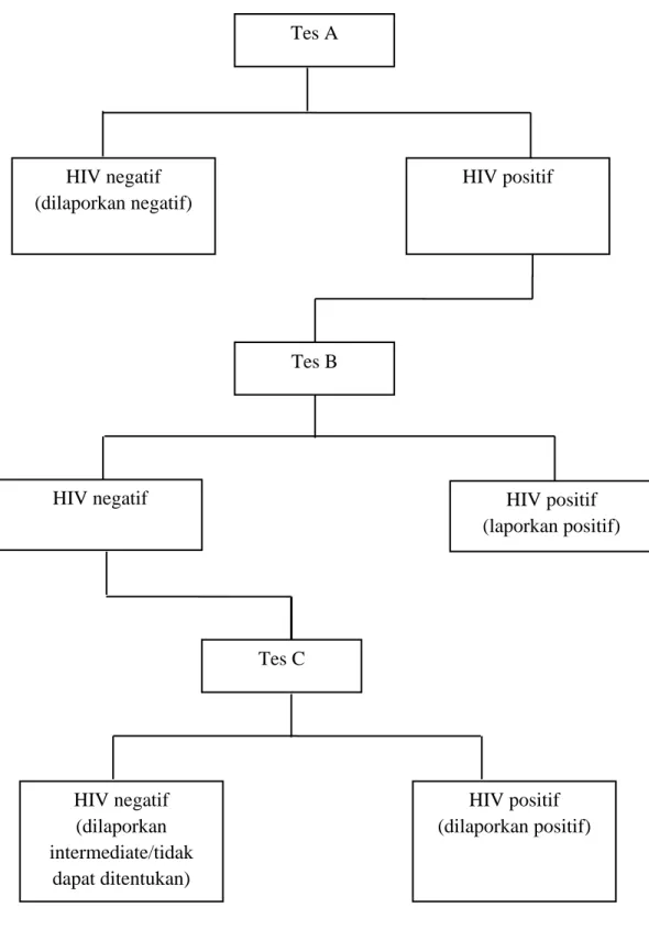Gambar  2.  Alur  Strategi  Tes  HIV  ((VCT  Toolkit  :  HIV  Voluntary  Counseling  and Testing 2004)  HIV negatif  (dilaporkan negatif)  HIV positif  (dilaporkan positif) 