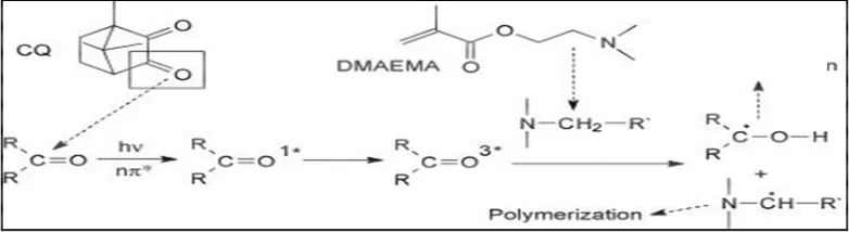 Gambar 2.5 Skema peranan CQ dan DMAEMA dalam polimerisasi radikal bebas resin komposit (Shawkat, 2009) 